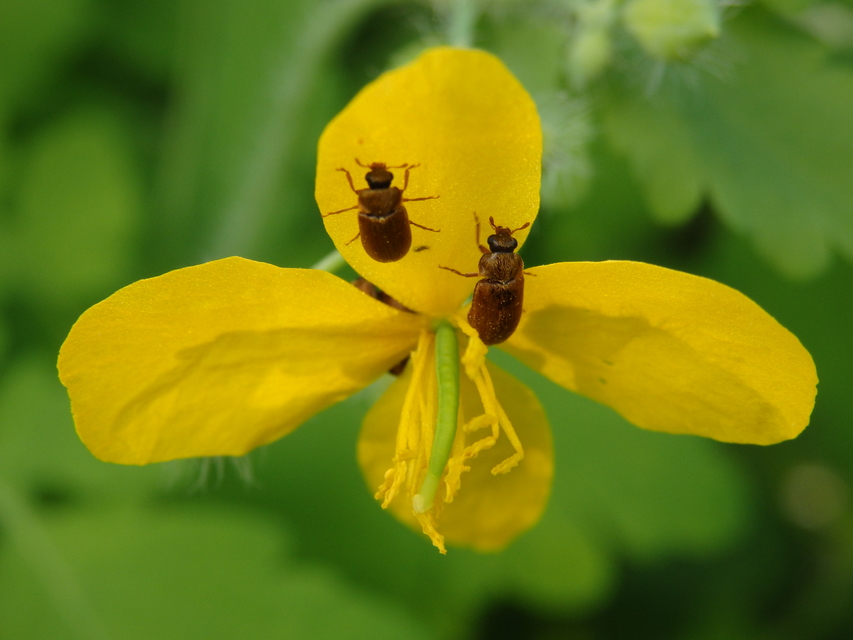 Byturus ochraceus - gyömbérgyökérbogár
