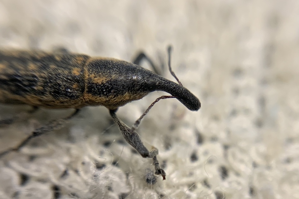 Lixus fasciculatus - nyurgalábú dudvabarkó
