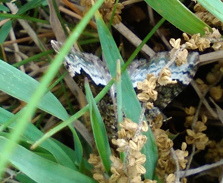 Euphyia biangulata - szegletes tarkaaraszoló