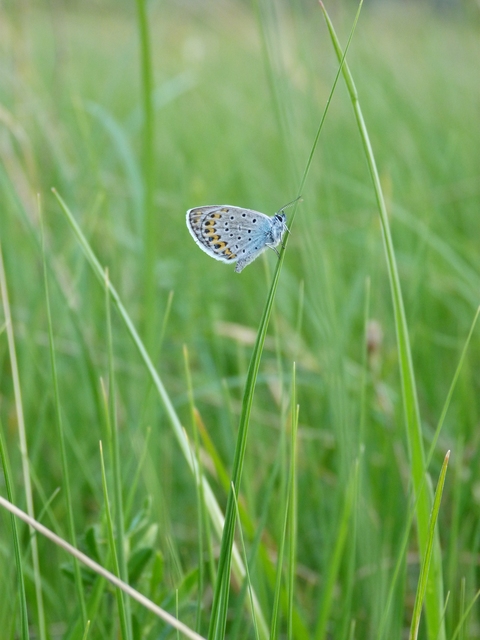 Plebejus argyrognomon - tintakék boglárka