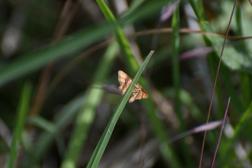 Idaea serpentata - kis sávosaraszoló