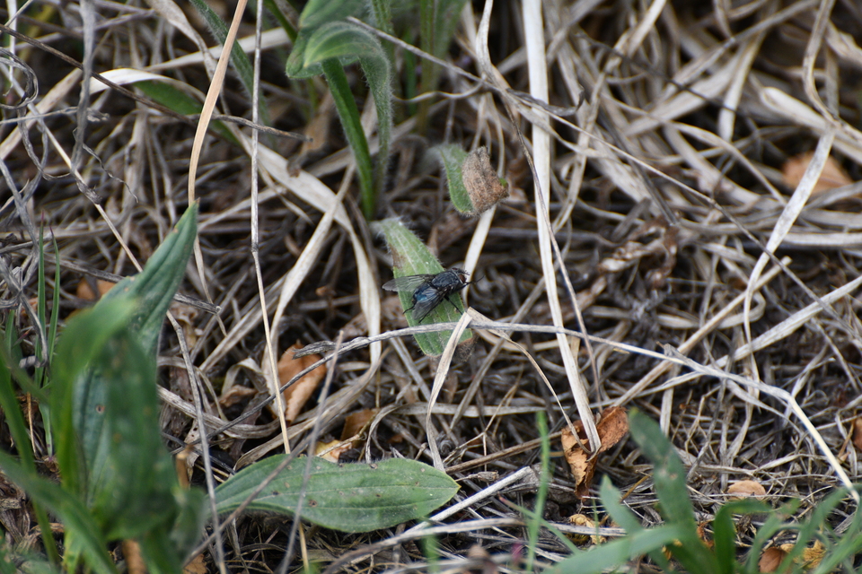 Calliphora