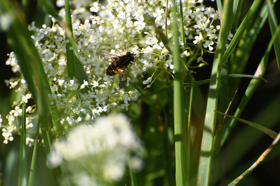 Helophilus pendulus - közönséges mocsárilégy