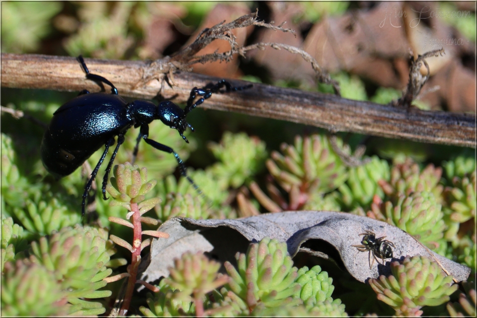Meloe violaceus - kék nünüke