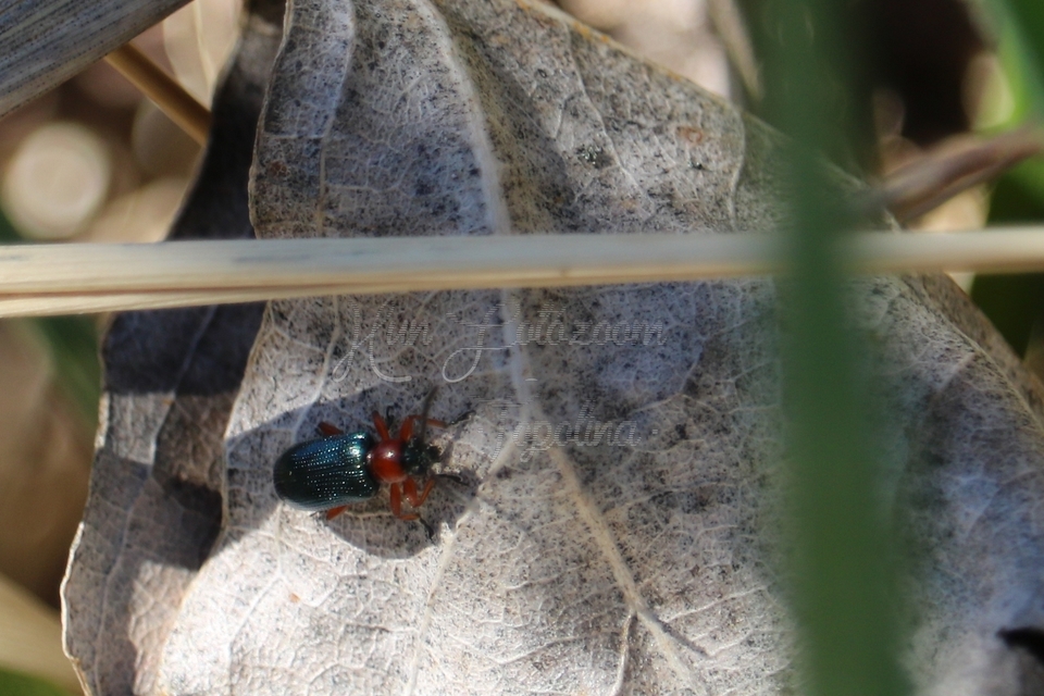 Oulema melanopus/duftschmidi