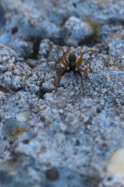 Aulonia albimana - fehérkezű farkaspók