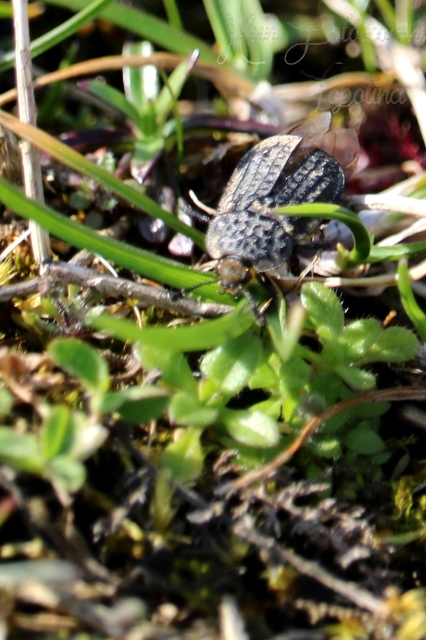 Thanatophilus rugosus - ripacsos dögbogár