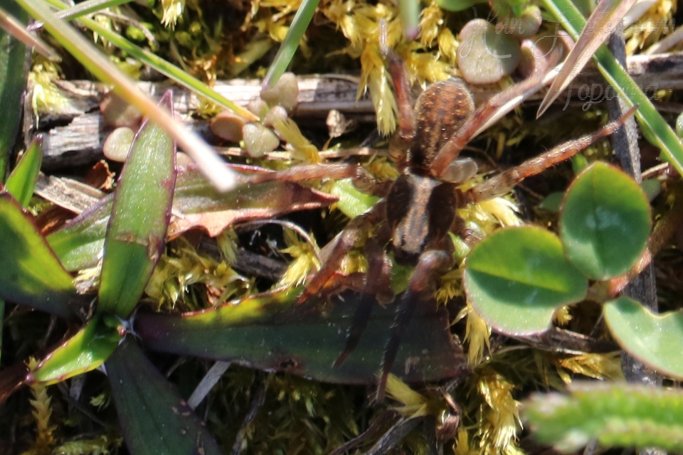 Trochosa