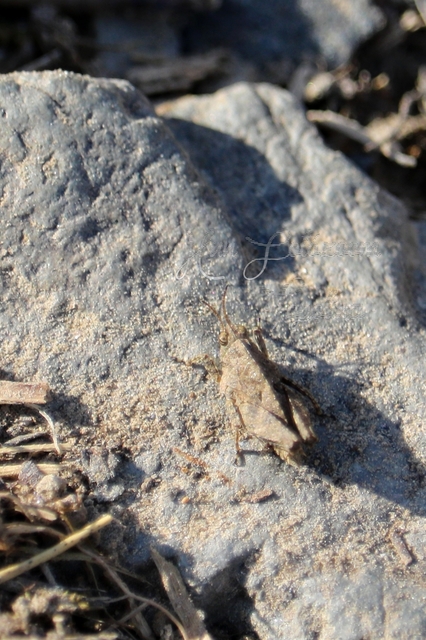 Tetrix bipunctata - kétpettyes tövishátúsáska