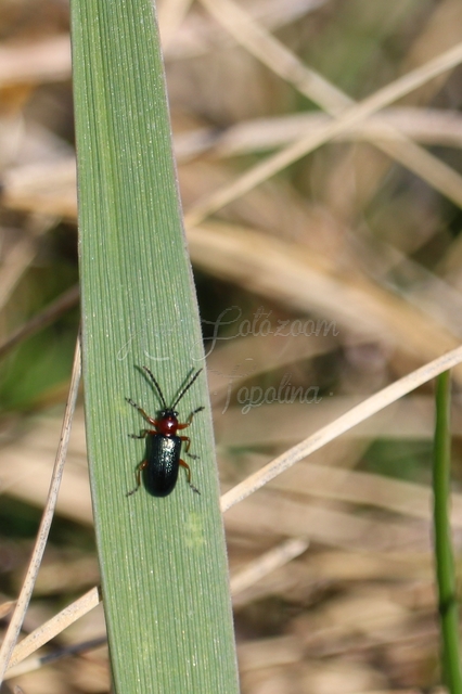 Oulema melanopus/duftschmidi