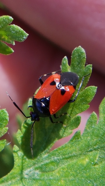 Deraeocoris rutilus - cinóber mezeipoloska