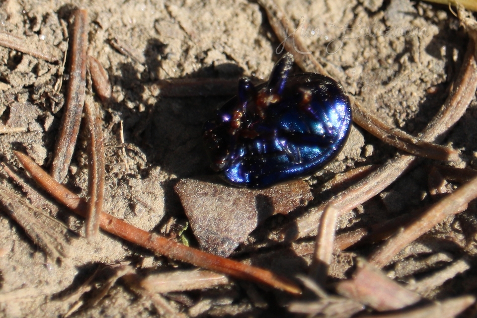 Chrysolina sturmi - vöröslábú levelész