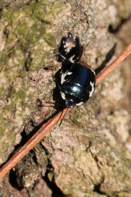 Tritomegas bicolor - foltos földipoloska
