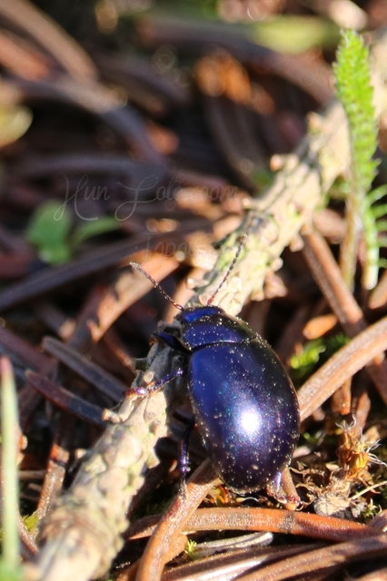 Chrysolina sturmi - vöröslábú levelész