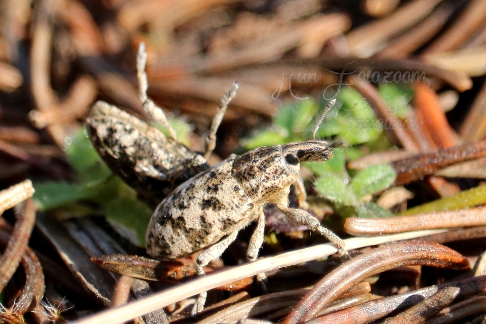 Cyphocleonus dealbatus - márványos barkó
