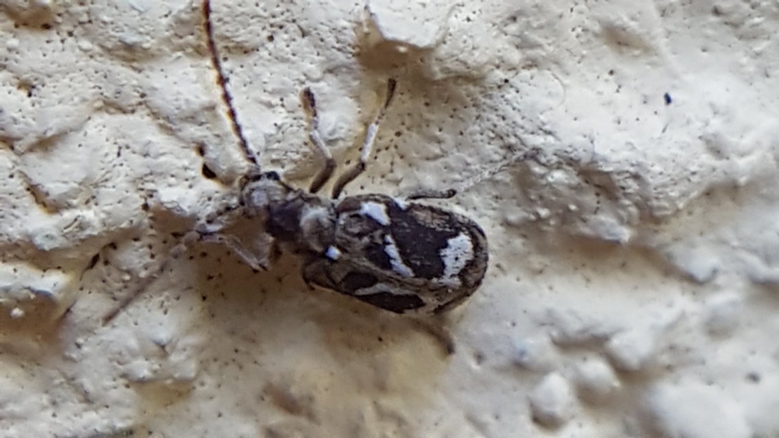 Ptinomorphus imperialis - díszes álszú