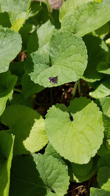 Heliothela wulfeniana - fényes kormosmoly