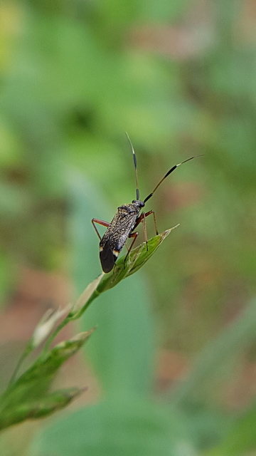 Closterotomus biclavatus - aranyszőrű mezeipoloska