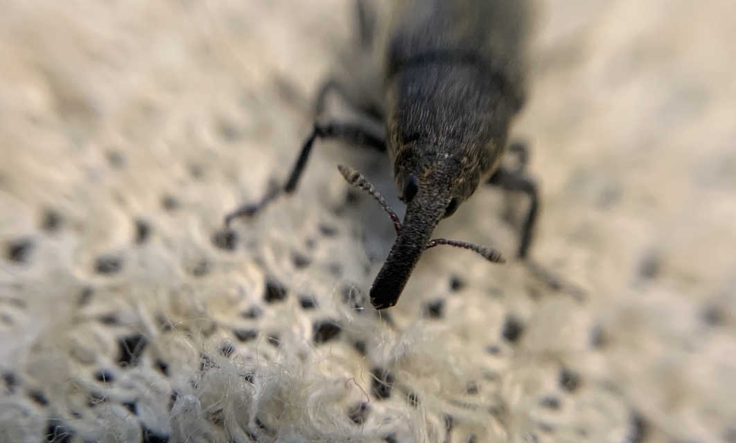 Lixus filiformis - karcsú dudvabarkó