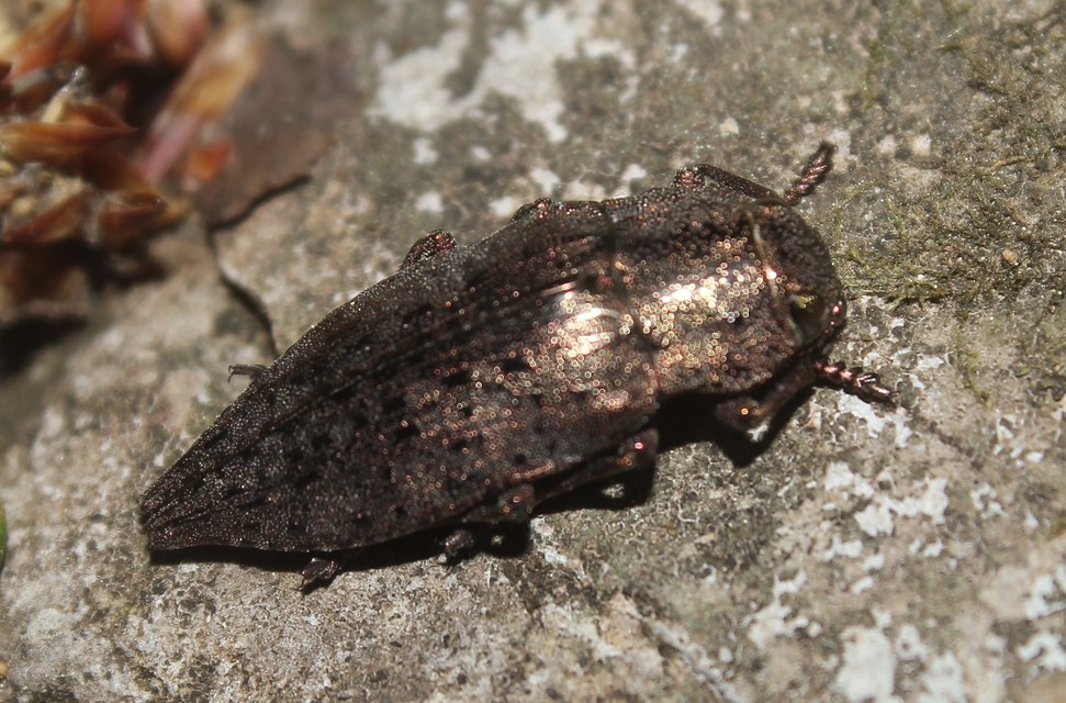 Dicerca berolinensis - bükkfa-díszbogár