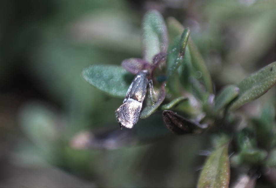 Nepticulidae - törpemolyfélék