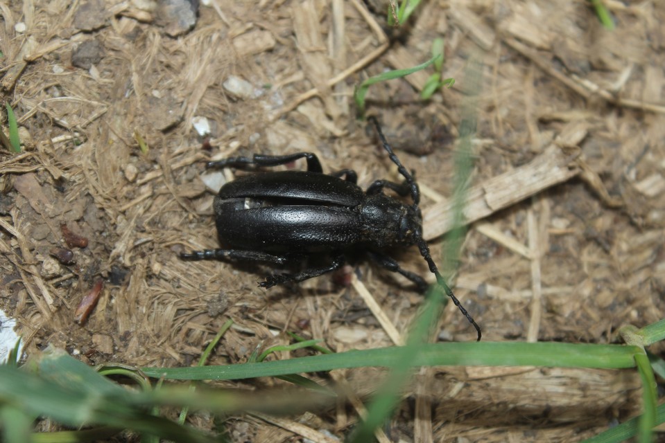 Dorcadion aethiops - fekete gyalogcincér