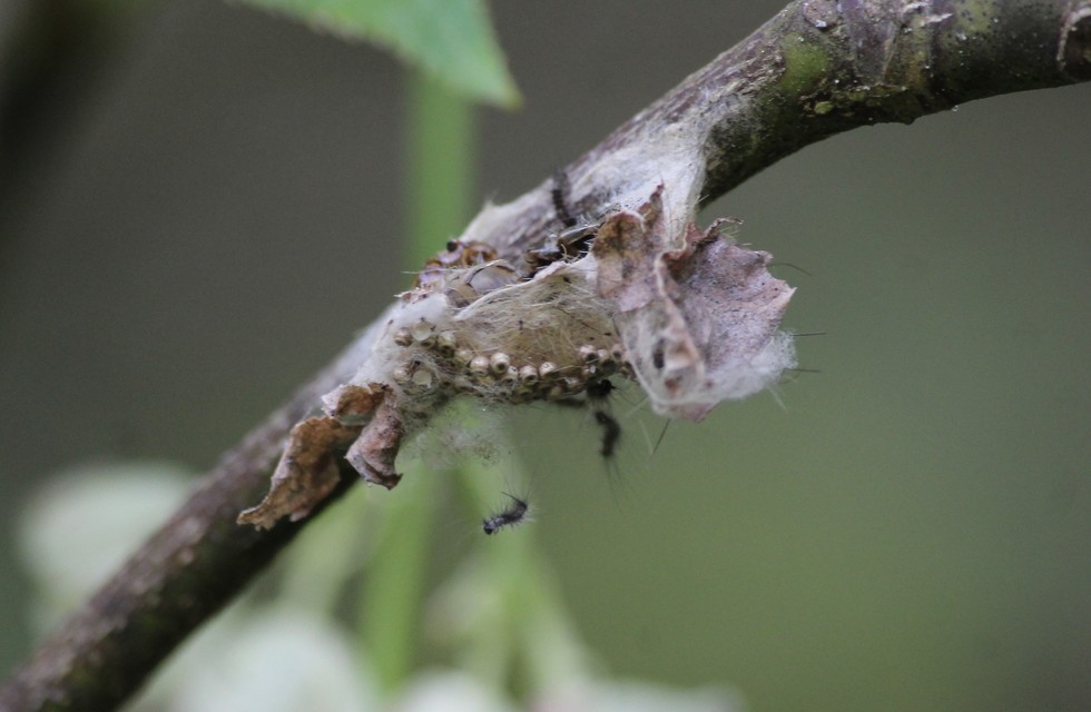 Orgyia antiqua - rozsdabarna kisszövő