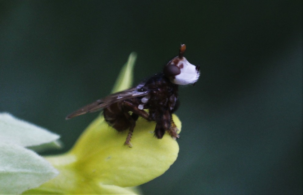 Myopa