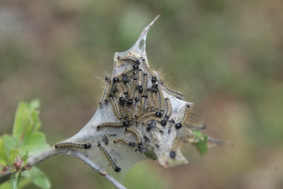 Malacosoma neustria - gyűrűsszövő