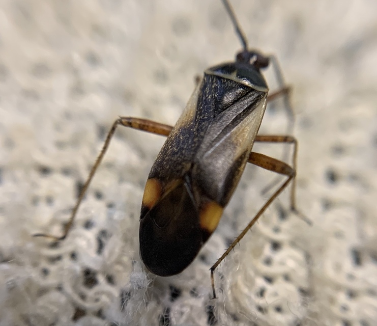 Adelphocoris seticornis - szegélyes mezeipoloska