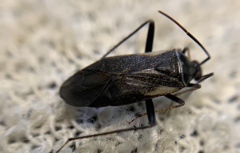 Adelphocoris seticornis - szegélyes mezeipoloska