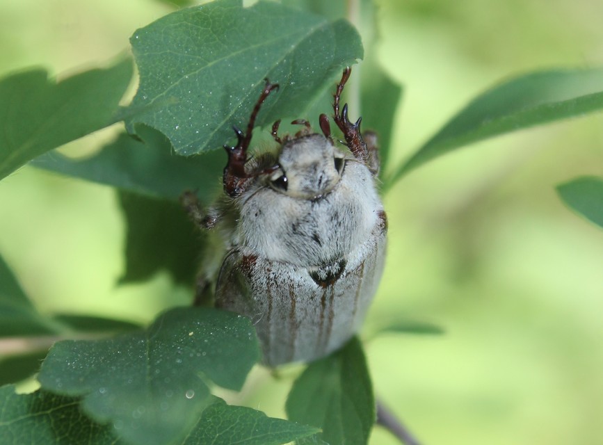 Melolontha pectoralis - hamvas cserebogár