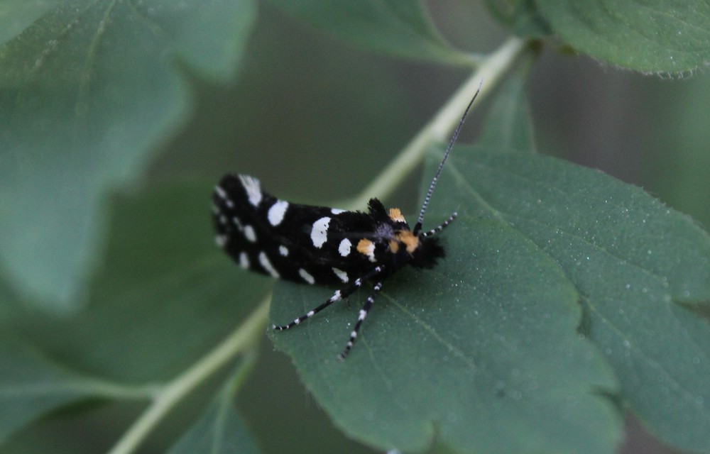 Euplocamus anthracinalis - fésűscsápú korhadékmoly