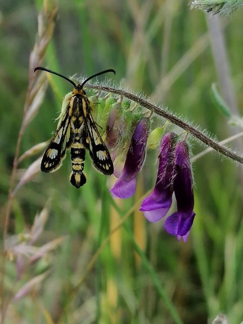 Sesiidae - szitkárfélék