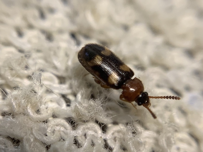 Mycetophagus fulvicollis - sárganyakú gombabogár