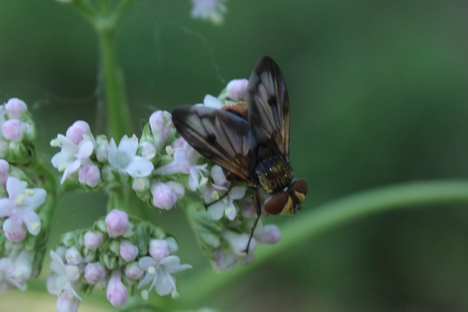 Ectophasia crassipennis - szélespotrohú poloskafürkész