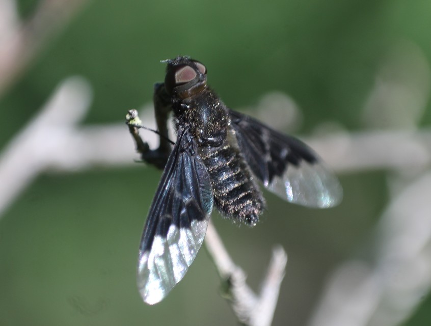Hemipenthes morio - közönséges gyászlégy