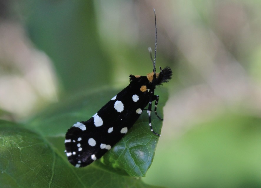 Euplocamus anthracinalis - fésűscsápú korhadékmoly