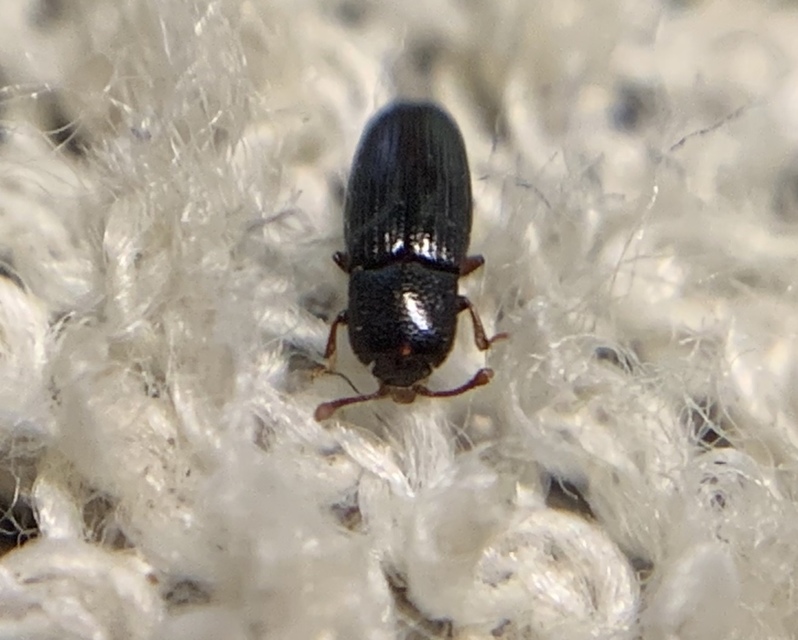 Cerylon histeroides - fekete kéregbogár Cerylon histeroides - fekete kéregbogár