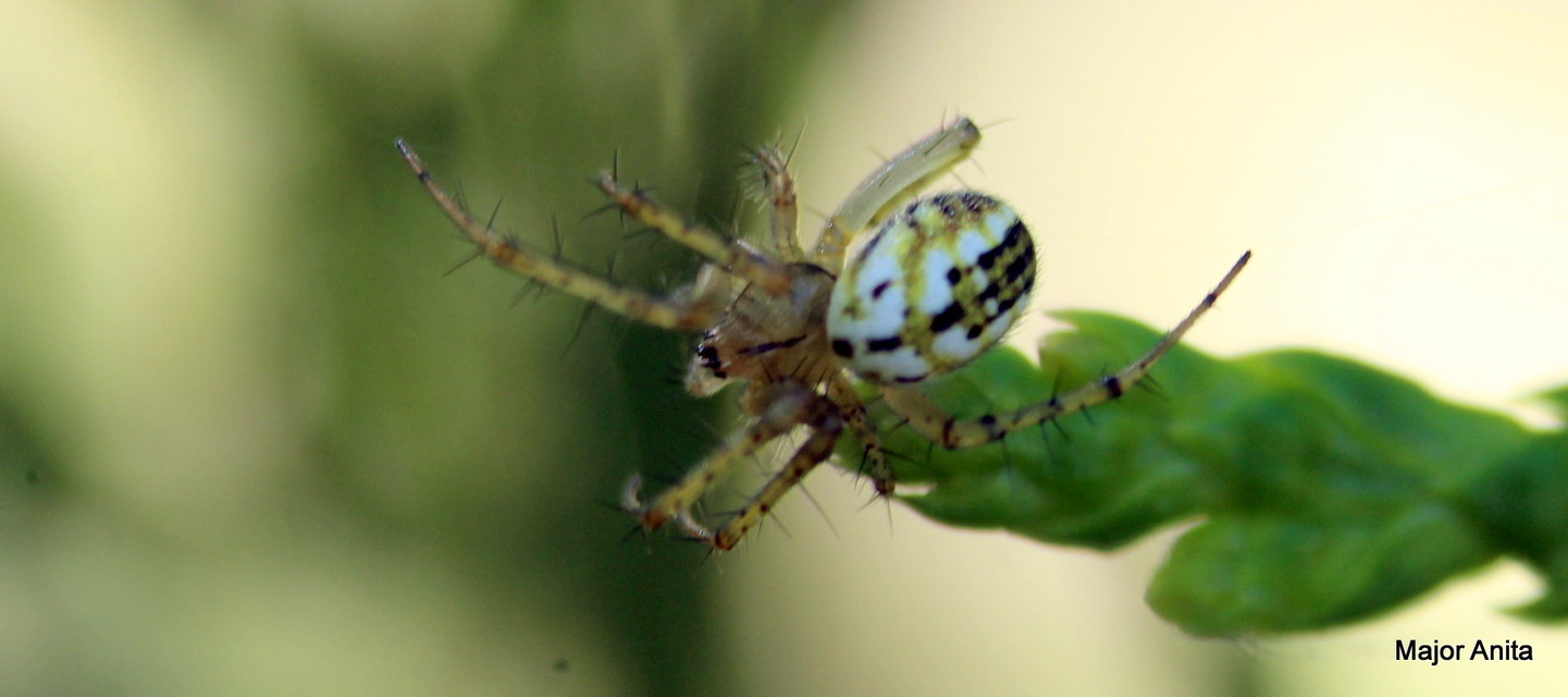 Mangora acalypha - réti keresztespók