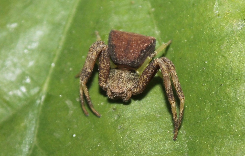 Pistius truncatus - csonka karolópók