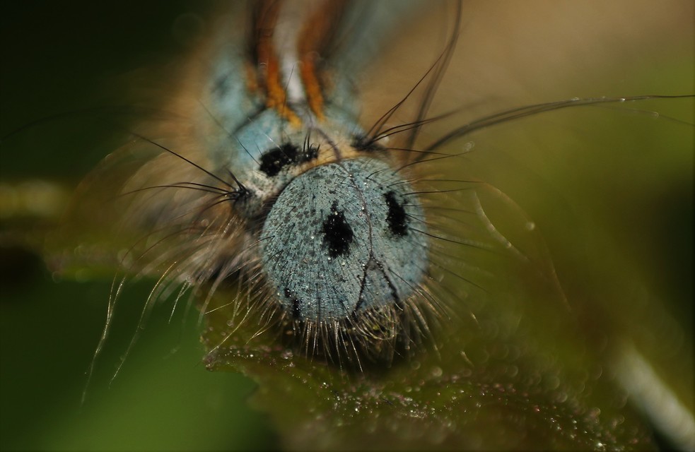 Malacosoma neustria - gyűrűsszövő