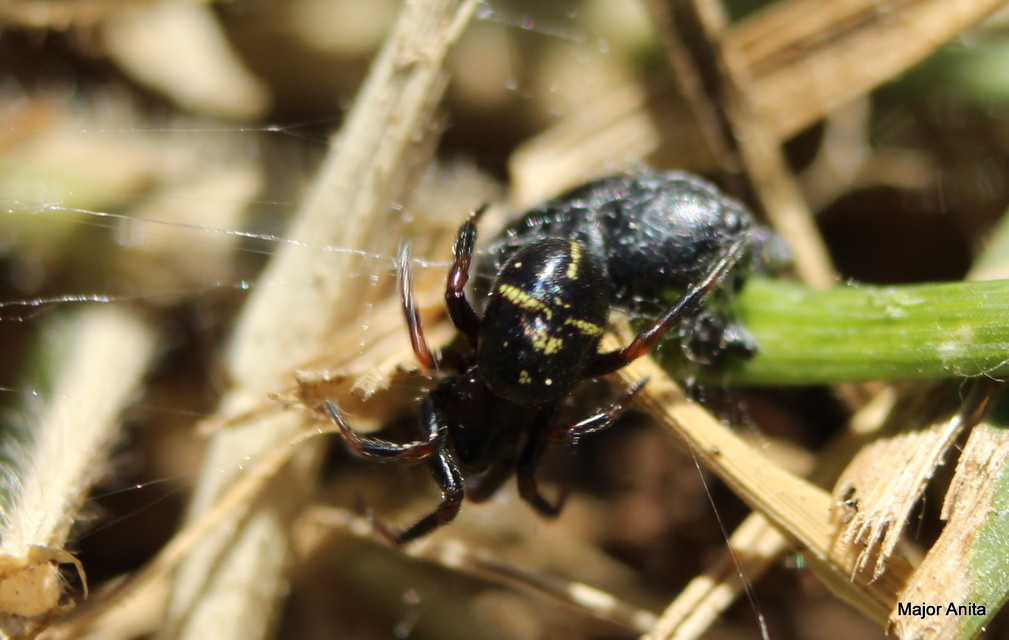 Asagena phalerata/meridionalis