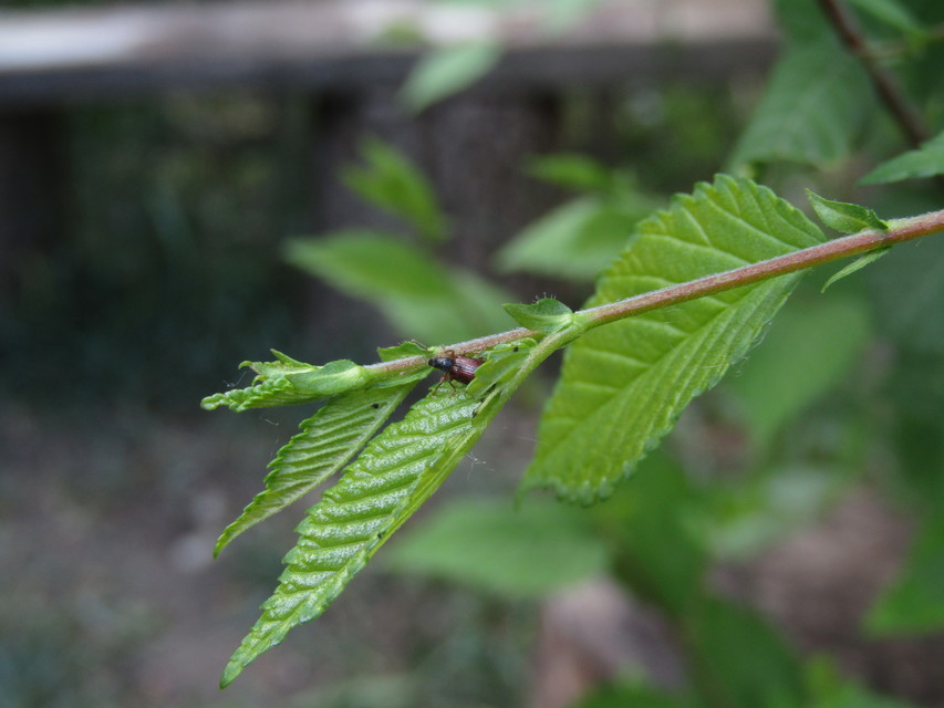 Phyllobius oblongus - közönséges levélormányos