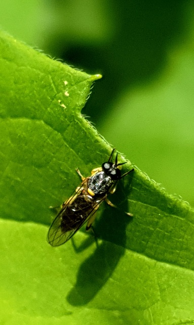 Solva marginata