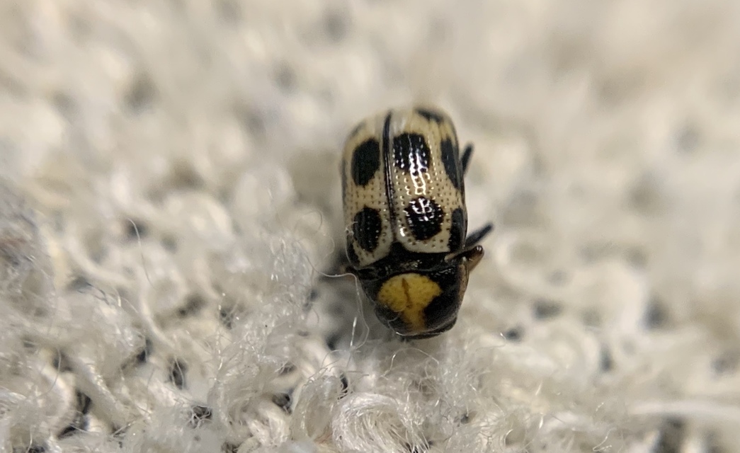 Cryptocephalus decemmaculatus
