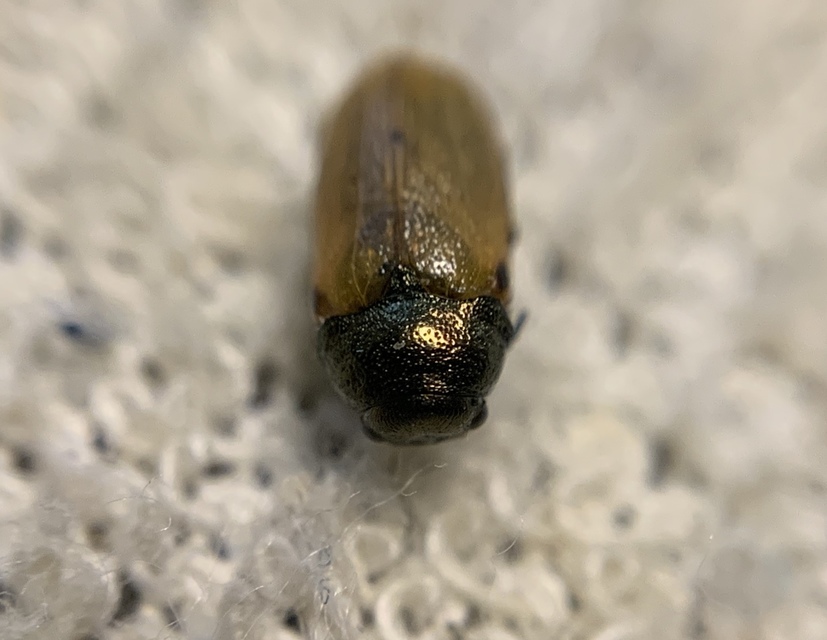 Labidostomis longimana - zöldnyakú zsákbogár Labidostomis longimana - zöldnyakú zsákbogár