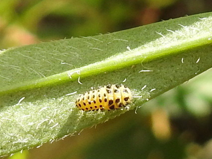 Psyllobora vigintiduopunctata - huszonkétpettyes katica
