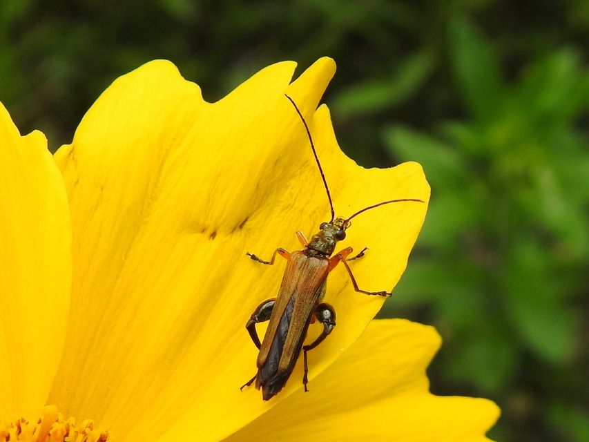 Oedemera podagrariae - székfű-álcincér
