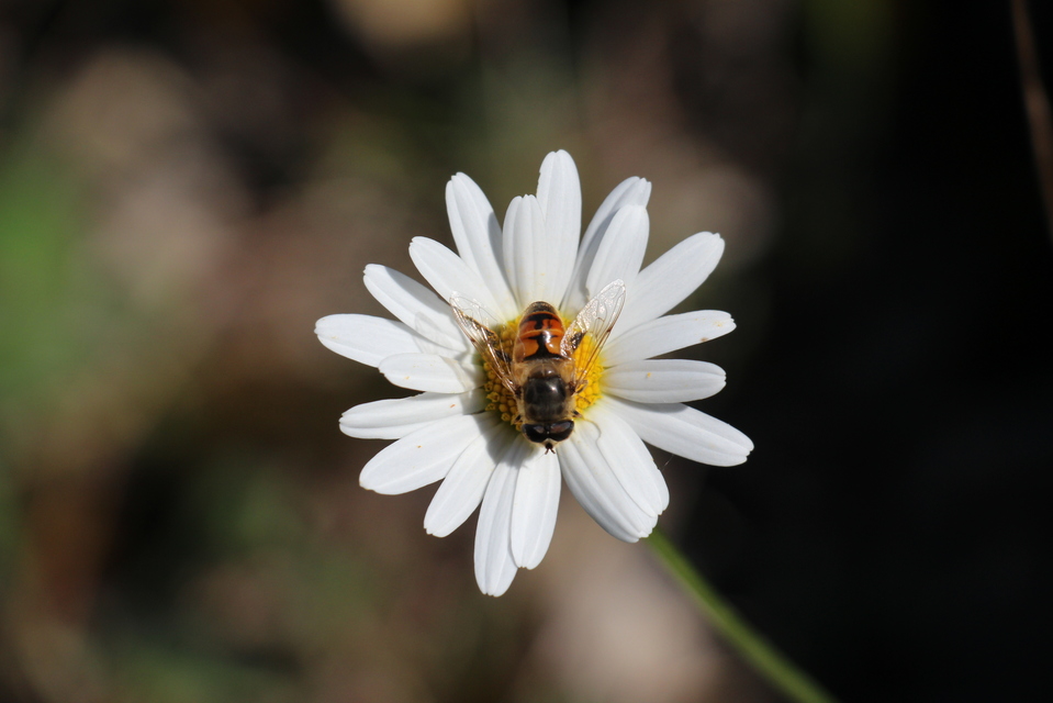 Eristalis tenax - közönséges herelégy